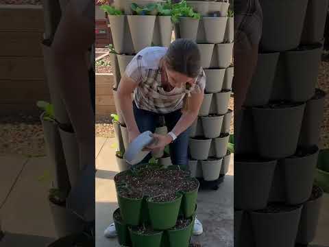 Video: Vertikali braškių sodinimo mašina: sužinokite apie sodinimą vertikaliuose braškių bokštuose