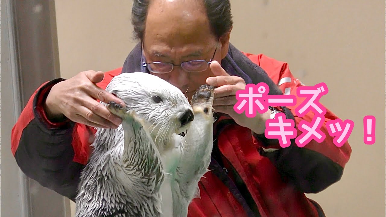 ラッコ メイちゃんとキラちゃん 両手をあげてポーズです【鳥羽水族館