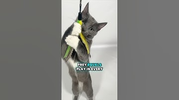 Sharing my top 3 favorite cat toys! #cats #cattoys #catdad