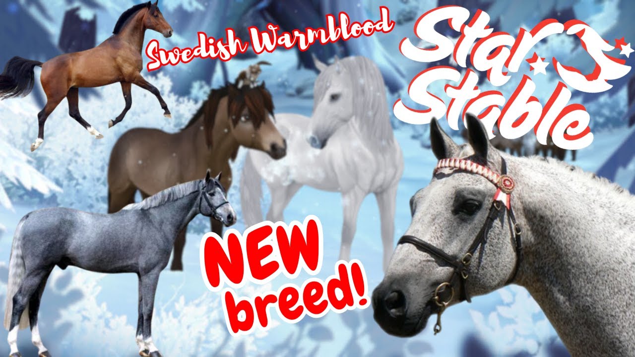 Скоро появится новая порода SSO! Шведская теплокровная лошадь в конюшне Star Stable