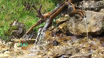 ما تيسر من سورة الحج تلاوة مختارة لأبي خالد 2