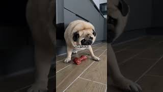 Pug core.🐶🤣