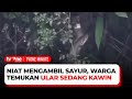 Heboh! Seorang Warga Pergoki Ular yang Sedang Kawin di Kebunnya | tvOne Minute