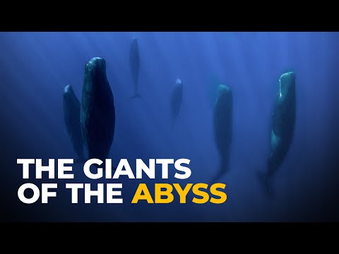 فيديو: Leviathan Files: The Sperm Whale