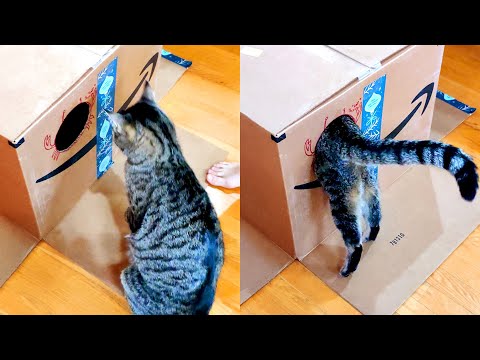 Cat Regrets Entering Small Hole | Funny Pet Videos