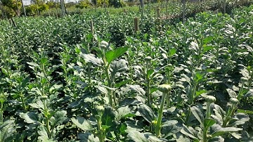 Cách khắc phục hoa cúc nở sớm?