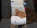 This waterproof chair cover is the perfect solution for keeping your criss cross chair in perfect