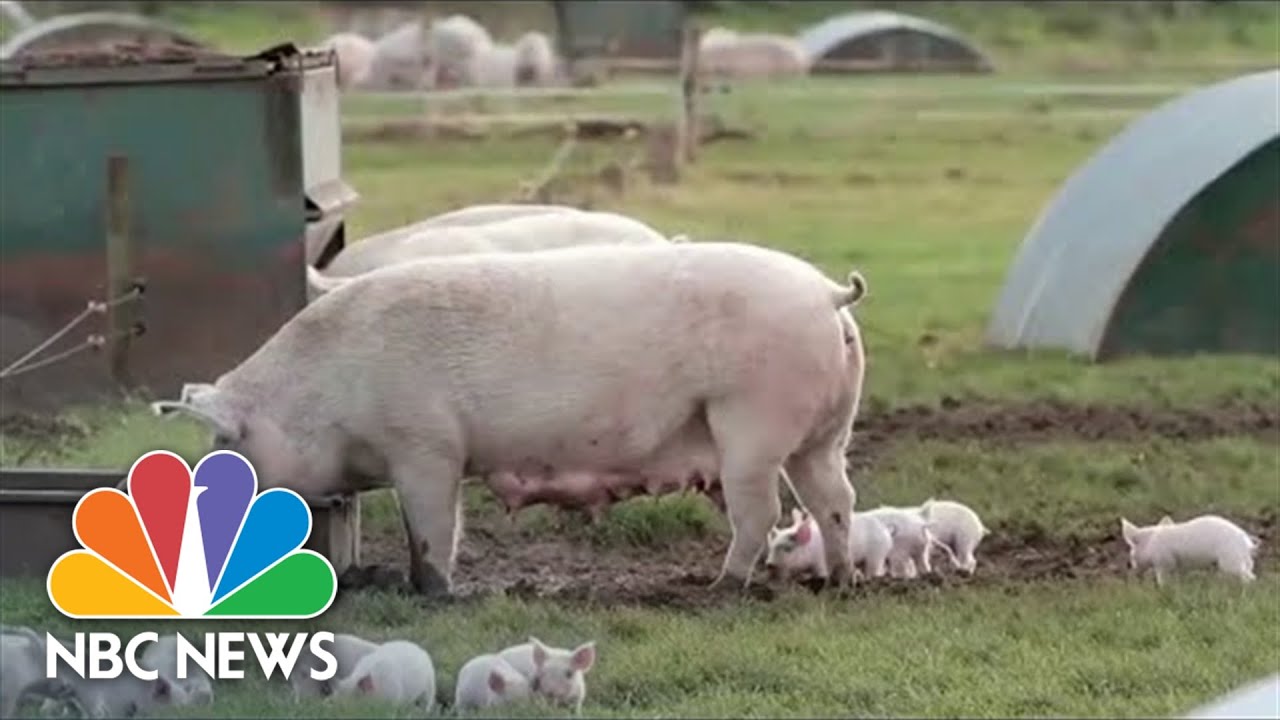 Yale Researchers Use New Technology To Restore Dead Pig Cells