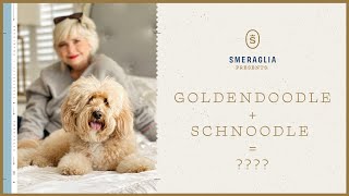 Goldendoodle + Schnoodle = ???