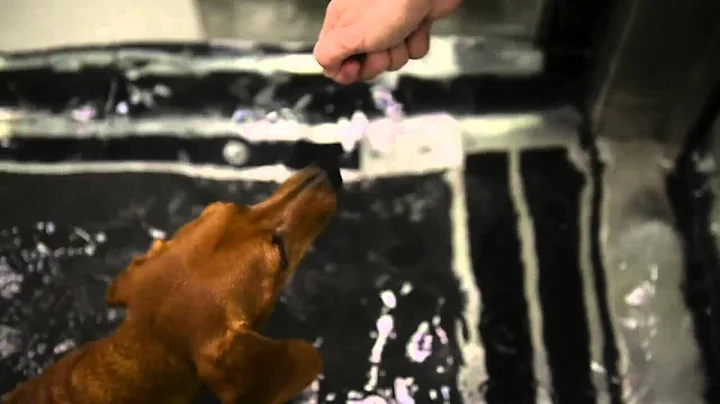 Linda Pate rescues special needs dogs. Her five da...