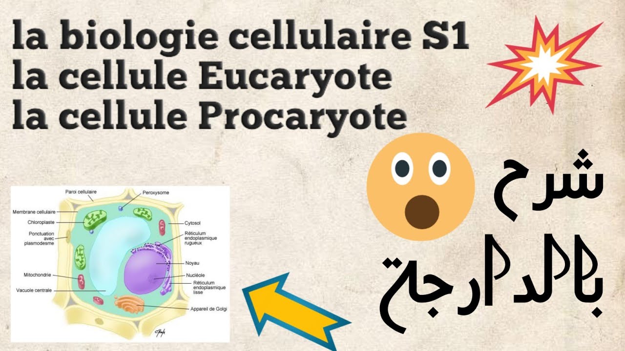 Biologie Cellulaire la cellule Eucaryote et la cellule Procaryote — free download