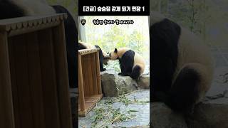 내실에 안 들어오는 후이바오 챙겨 내실로 들어가려는 똑똑한 루이바오 #루이바오 #ruibao #睿寶 #후이바오 #huibao #辉宝 #바오패밀리 #귀여운동물 #동물