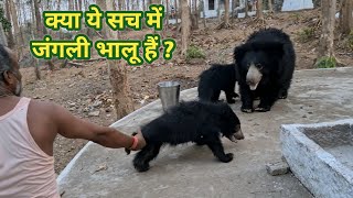 Bears and their lovely Cubs at Mungai Mata Mandir