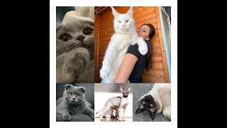 From Siamese to British Shorthair: 10 Cat Breeds to Love