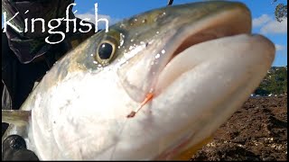 Yellowtail Kingfish fishing Sydney | Sydney Kingfish | Kingfish lures Sydney