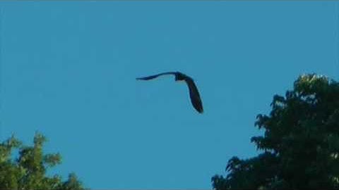 Hays Nest - Hays Eagles - Juvenile - Brief Glimpse 6/14/2016