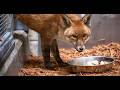 Sly Stowaway! Red Fox Travels from England to NYC on Cargo Ship | Amazing Animal Rescue Story
