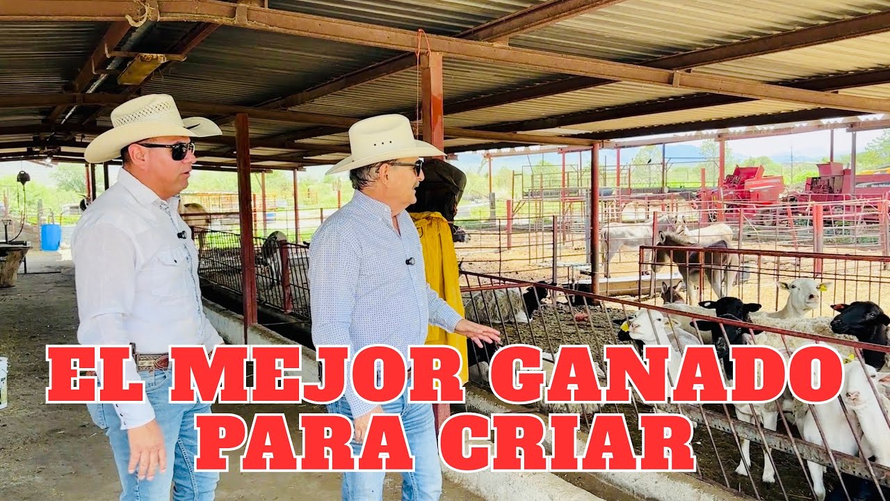 PARTE 2/3 EL GANADO QUE CRÍA PEPE CHARÚA