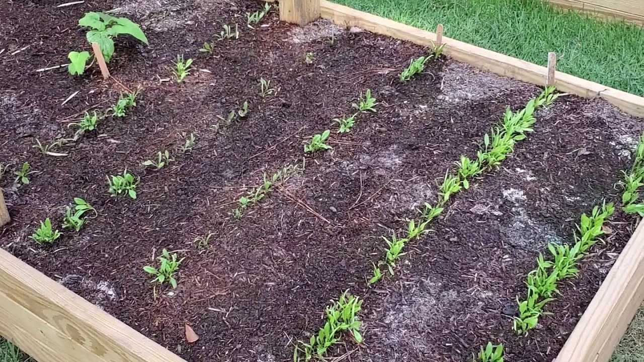 3 weeks into direct seeding 100 spent mushroom compost YouTube