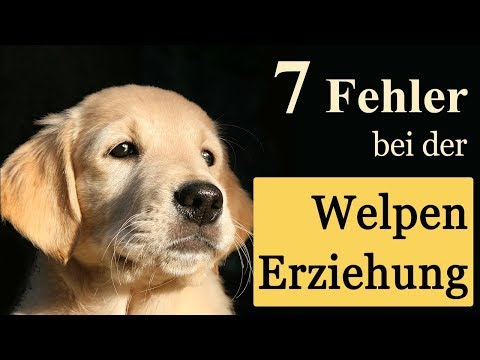 💕7 häufige Fehler der Welpenerziehung