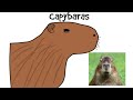 El capybara o Carpincho