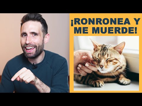 ¿Por qué mi gato ronronea y después me muerde? hqdefault