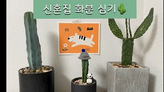 신혼집 화분을 심어보아요
