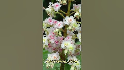 Kastanienblüte
