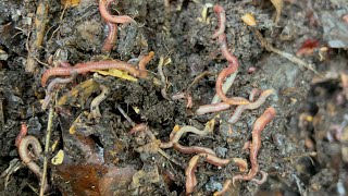 Composting with Craig Ep: 308 Checking In on 10,000+ Red Wiggler Worm Bin