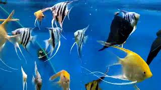 скалярии ехейм манакапуру Рио нанай Ориноко аквариум рыбы свет диоды