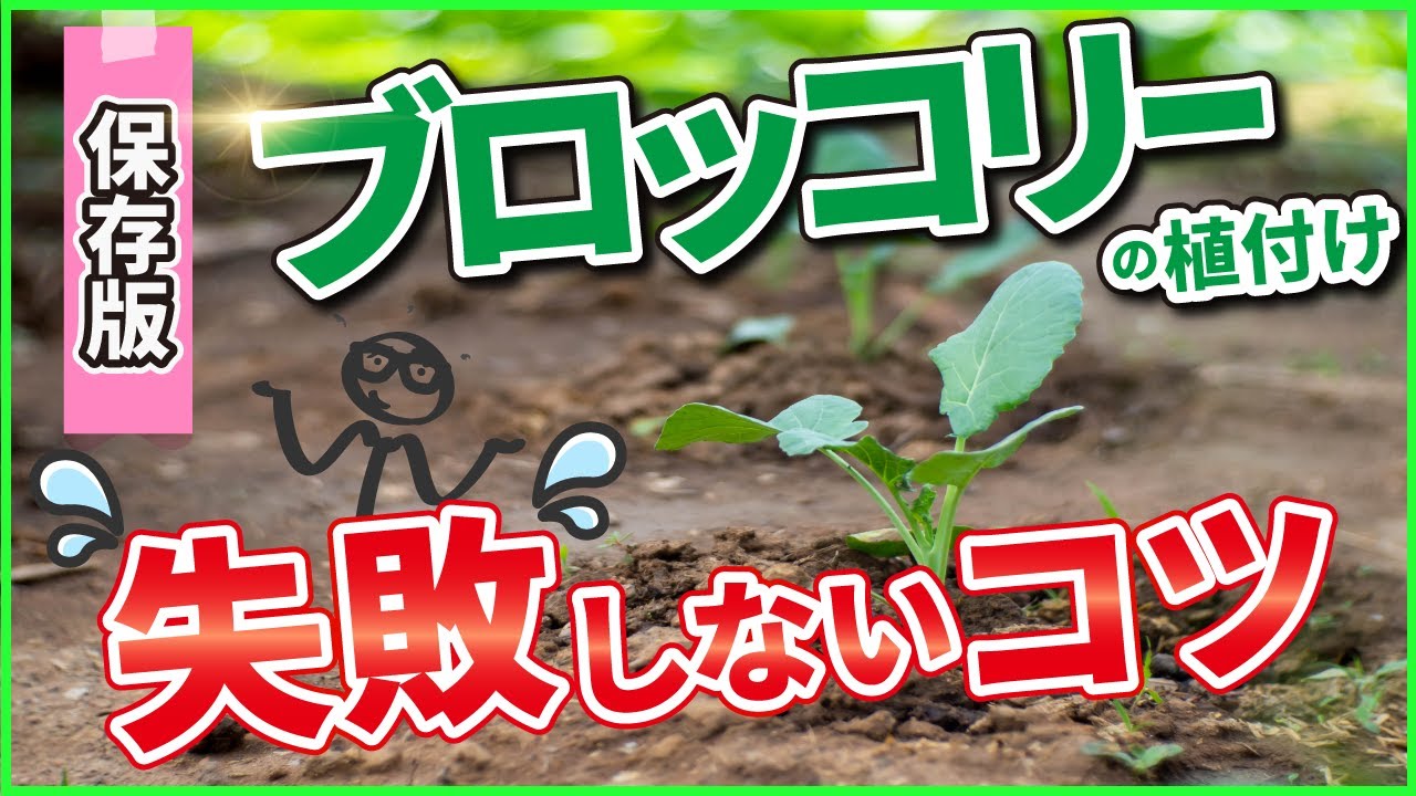 【保存版】ブロッコリー栽培【植付け・病害虫対策】初心者のための家庭菜園