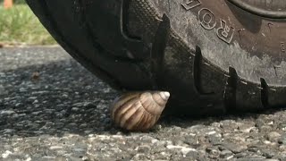 Scooter crush snail shell 機車壓碎蝸牛殼 輾過 輾壓 #ASMR #蝸牛 #snail