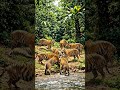 tiger 🐅🐅🐯🐯, wildlife trend #animals amazinature nature ,#viral #youtubeshorts facts education