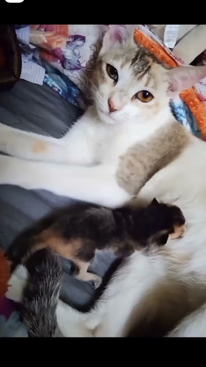 miss you # Hattie 😭😭 #cat