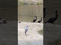 Rare gathering of a heron, double-crested cormorants and mallard duck. #shorts