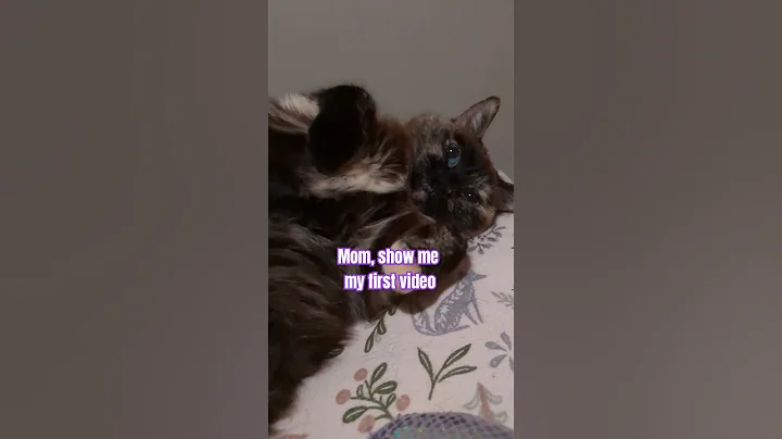 Watch the video about Blumie's first video, right after adoption 🥹#cat #sweet #gato #katze #siamese #tortoiseshellcat