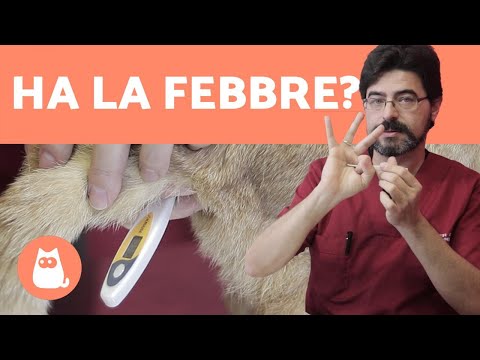 Video: Come Sapere Se Il Tuo Gatto Ha La Febbre?