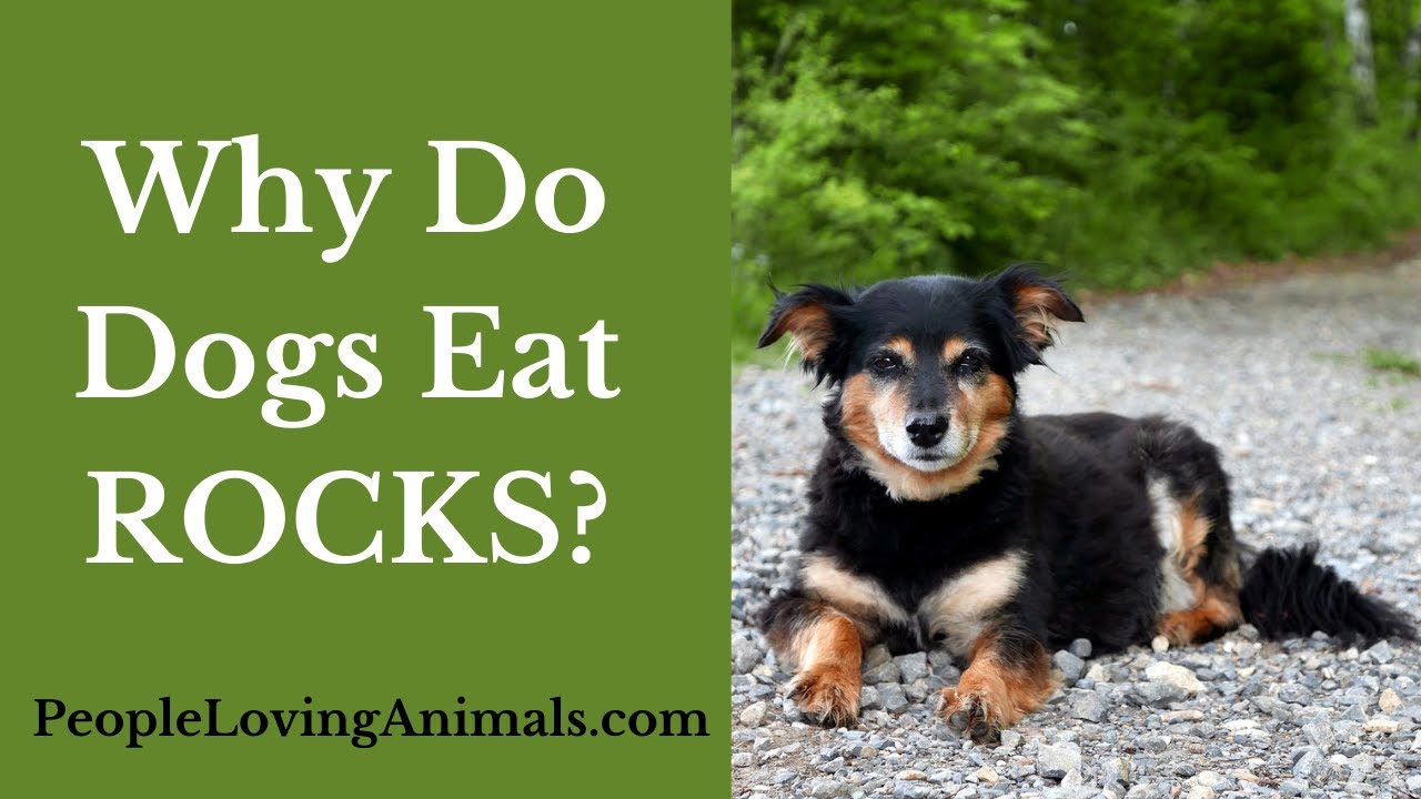 Are Rocks Bad For Dogs?