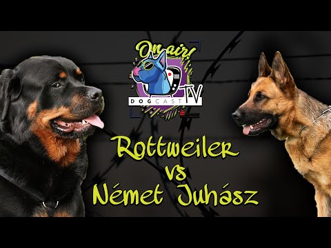 Videó: Meddig élnek a német dogok?