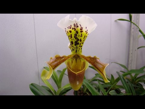 Часть 1. Орхидея Пафиопедилум (Венерин башмачок). Орхидеи Мильтония, Дендробиум, Фалинопсис.