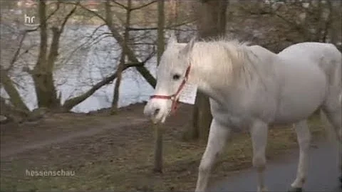 Pferd geht in Frankfurt immer allein spazieren!