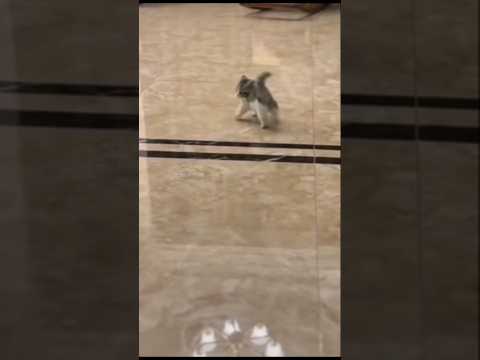 cute cat short