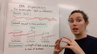 DNA Structure Explained — Double Helix, Histones & Chromosomes | Ms. Parrott Science