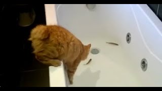 Коты-рыбаки #смешно  #породистыекошки #юмор #кошки