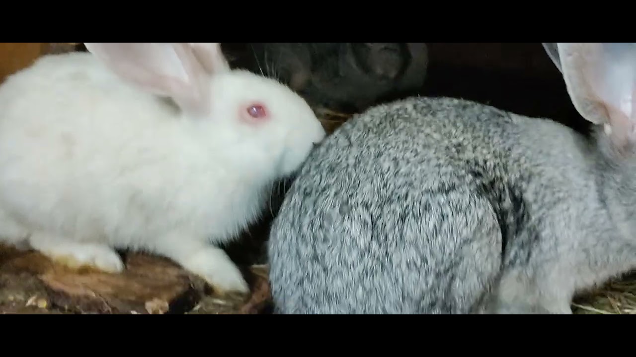 Iepuri și iepurași de toate rasele