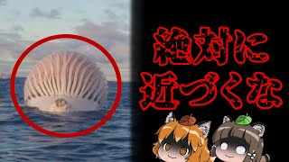 【超危険】絶対近づくな！座礁クジラに触れてはいけない本当の理由…