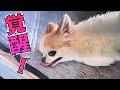 こうなるともう誰にも止められないチワワ！