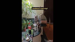 we went for road trip... #siamese #cat #wasabi #sushi #candid #ytshorts #youtubeshorts