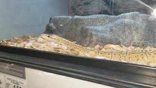 Famous Ball python slithering Profile