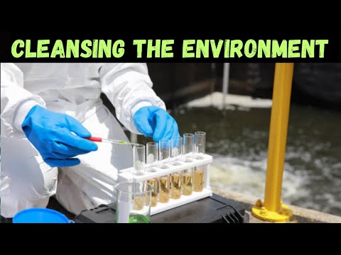 Bioremediation explained: how